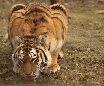 animaux, tigre boit