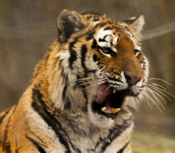 animaux, tigre rugit_1