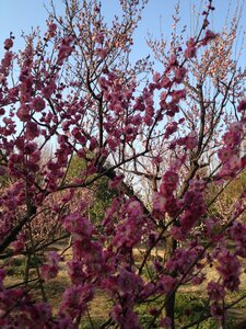Montagne pourpre, IMG_1843