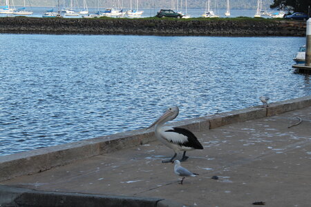 Sydney/Blue mountain, IMG_1837