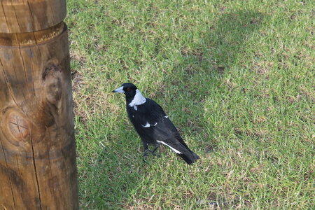 Sydney/Blue mountain, IMG_1856