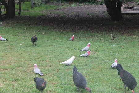 Sydney/Blue mountain, IMG_1936