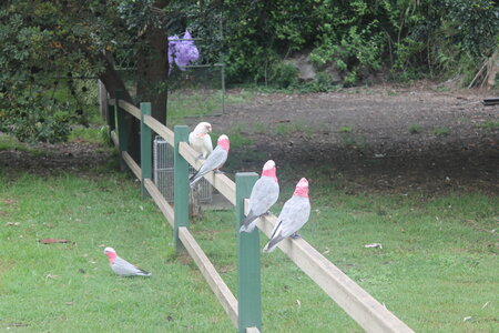 Sydney/Blue mountain, IMG_1937