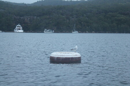 Sydney/Blue mountain, IMG_1977