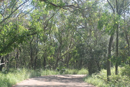 Sydney/Blue mountain, IMG_2133