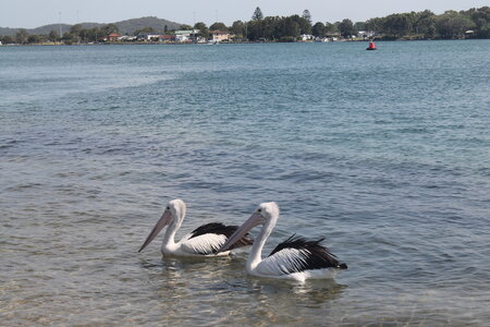 Sydney/Blue mountain, IMG_2167