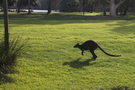 Sydney/Blue mountain, IMG_2239
