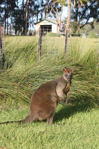 Sydney/Blue mountain, IMG_2251
