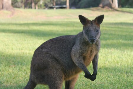 Sydney/Blue mountain, IMG_2259