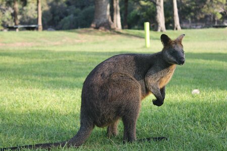 Sydney/Blue mountain, IMG_2260