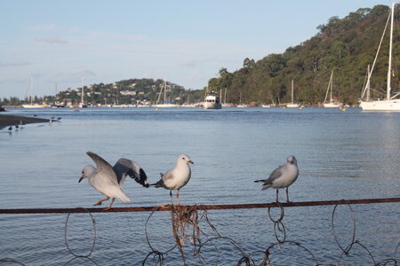Sydney/Blue mountain, IMG_2301
