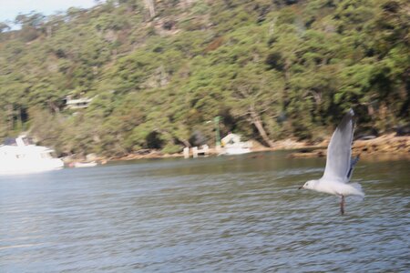 Sydney/Blue mountain, IMG_2302
