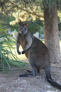Sydney/Blue mountain, IMG_2311