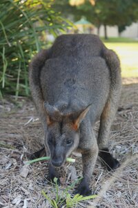 Sydney/Blue mountain, IMG_2314