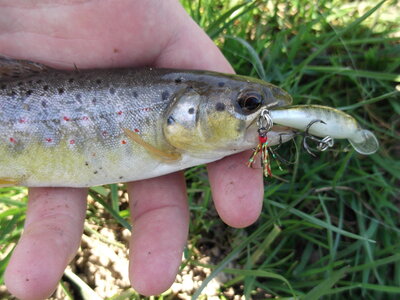 Poisson, DSCF0019