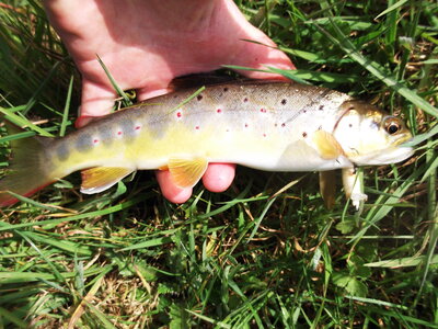 Poisson, DSCF0095