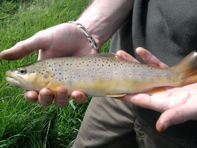 Poisson, Photo0390