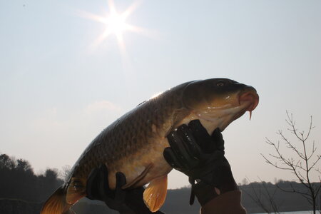 Poisson, IMG_3249