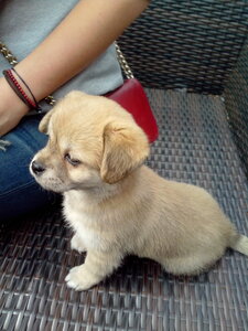 chien, IMG_20130331_143233