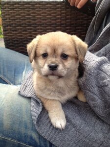 chien, IMG-20130403-WA0001