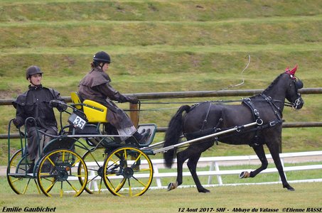 2017-08 CCA Valasse Jeunes chevaux, 35-DSC_9304