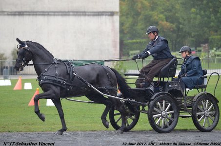 2017-08 CCA Valasse Jeunes chevaux, 37-DSC_9664