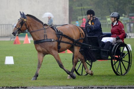 2017-08 CCA Valasse Jeunes chevaux, 38-DSC_9706