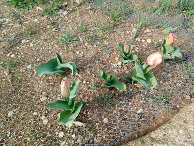 Tulipes, IMG_20200316_164439