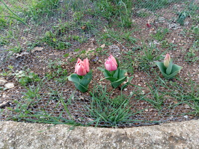 Tulipes, IMG_20200316_164421