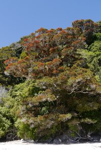 Nouvelle Zélande, novembre à janvier 2019-20, _1270952 Pohutukawa  arbre de noel   Goat Bay  Abel Tasman  ile du sud
