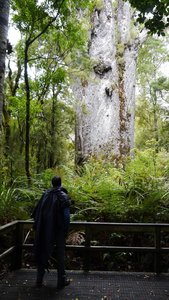 Nouvelle Zélande, novembre à janvier 2019-20, _1250396 format recad retouche netteté Kauri Te Matuha Ngahere  Waipoua Forest  ile du nord