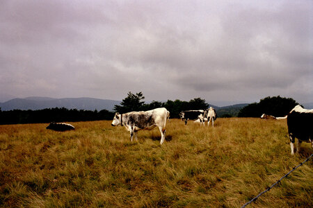 2005-2 randonnées, 062 Vaches vosgiennes au sommet du Grand Ventron, 23 juillet