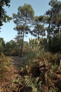 Fabien Magigue 2020, Forêt du Bourgailh, Pessac