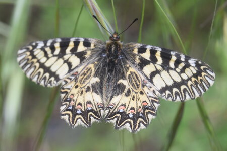 Papilionidae - Parnassiinae- Zerynthini-Zerynthia polyxena Gagnières 2020, DSC_0348
