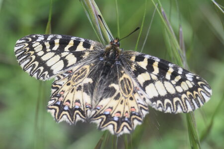 Papilionidae - Parnassiinae- Zerynthini-Zerynthia polyxena Gagnières 2020, DSC_0349