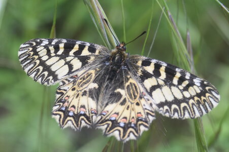 Papilionidae - Parnassiinae- Zerynthini-Zerynthia polyxena Gagnières 2020, DSC_0350