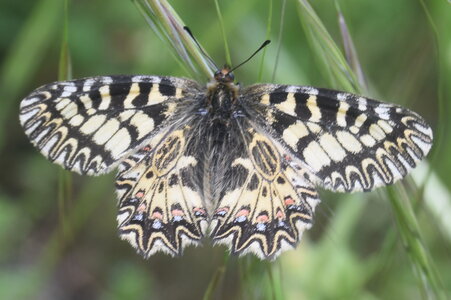 Papilionidae - Parnassiinae- Zerynthini-Zerynthia polyxena Gagnières 2020, DSC_0351  2 