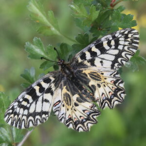 Papilionidae - Parnassiinae- Zerynthini-Zerynthia polyxena Gagnières 2020, DSC_0220  3 