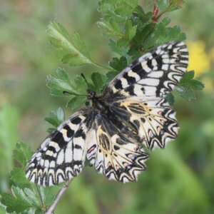 Papilionidae - Parnassiinae- Zerynthini-Zerynthia polyxena Gagnières 2020, DSC_0221  3 