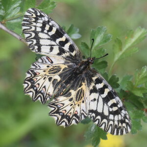 Papilionidae - Parnassiinae- Zerynthini-Zerynthia polyxena Gagnières 2020, DSC_0222  2 