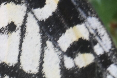 Papilionidae - Parnassiinae- Zerynthini-Zerynthia polyxena Gagnières 2020, DSC_0225  2 