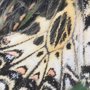 Papilionidae - Parnassiinae- Zerynthini-Zerynthia polyxena Gagnières 2020, DSC_0226  2 