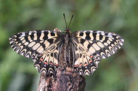 Papilionidae - Parnassiinae- Zerynthini-Zerynthia polyxena Gagnières 2020, DSC_0430