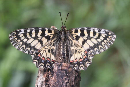 Papilionidae - Parnassiinae- Zerynthini-Zerynthia polyxena Gagnières 2020, DSC_0431