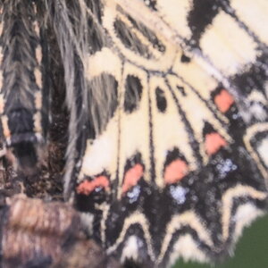 Papilionidae - Parnassiinae- Zerynthini-Zerynthia polyxena Gagnières 2020, DSC_0432