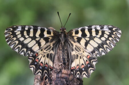 Papilionidae - Parnassiinae- Zerynthini-Zerynthia polyxena Gagnières 2020, DSC_0433