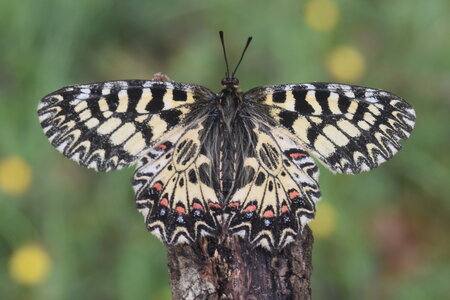 Papilionidae - Parnassiinae- Zerynthini-Zerynthia polyxena Gagnières 2020, DSC_0435
