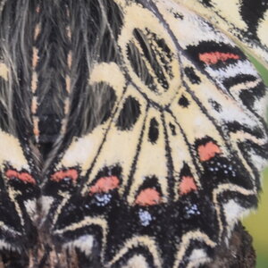 Papilionidae - Parnassiinae- Zerynthini-Zerynthia polyxena Gagnières 2020, DSC_0436