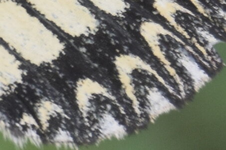 Papilionidae - Parnassiinae- Zerynthini-Zerynthia polyxena Gagnières 2020, DSC_0438
