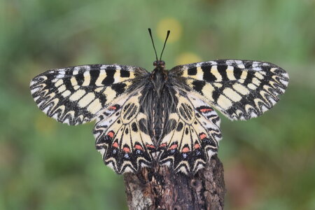 Papilionidae - Parnassiinae- Zerynthini-Zerynthia polyxena Gagnières 2020, DSC_0437